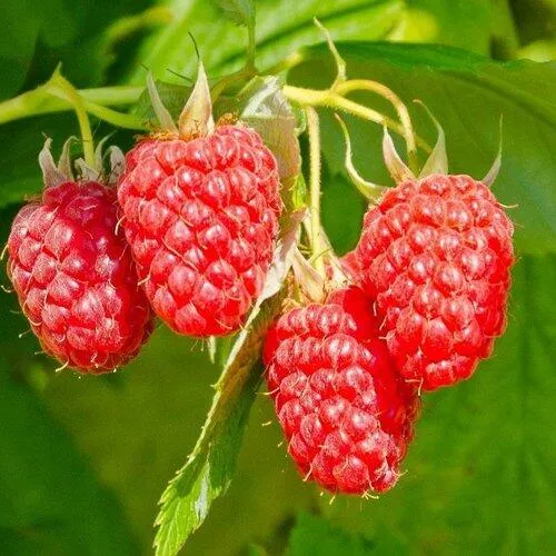 Малина ИЗОБИЛЬНАЯ в Видном