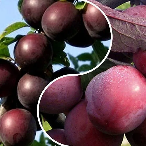 Комплект ИЗЮМИНКА САДА в Видном