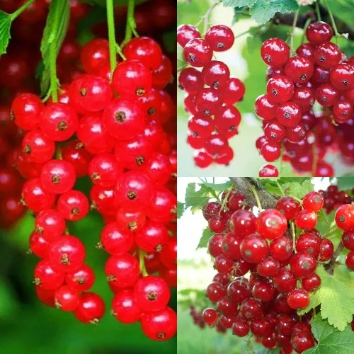 Комплект КРАСНЫЙ УРОЖАЙ в Видном