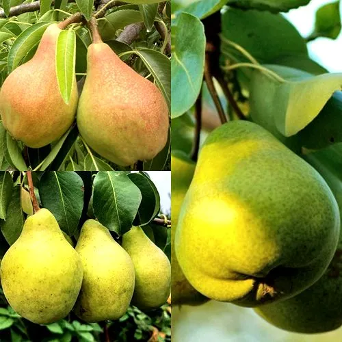 Комплект НАСТОЯЩИЙ ВОСТОРГ в Видном