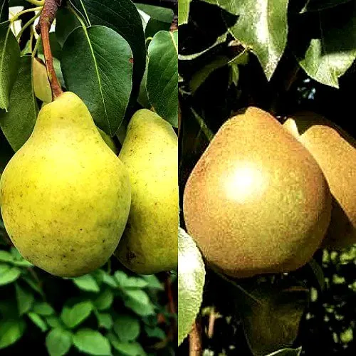 Комплект ДУЭТ в Видном