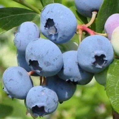 Поздние сорта Поздние сорта в Видном