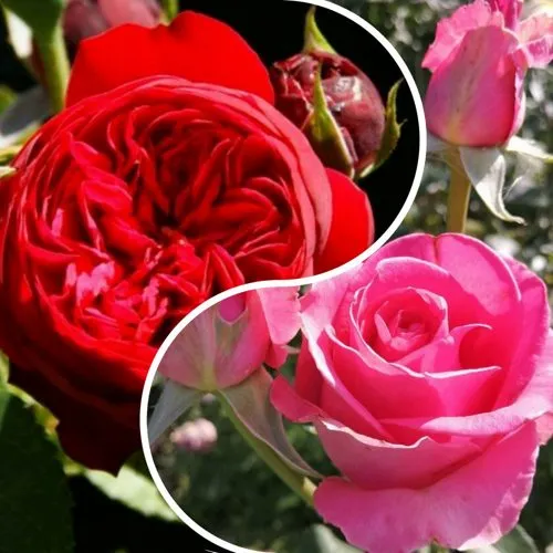 Комплект РОМАНТИЧЕСКИЙ БУКЕТ в Видном