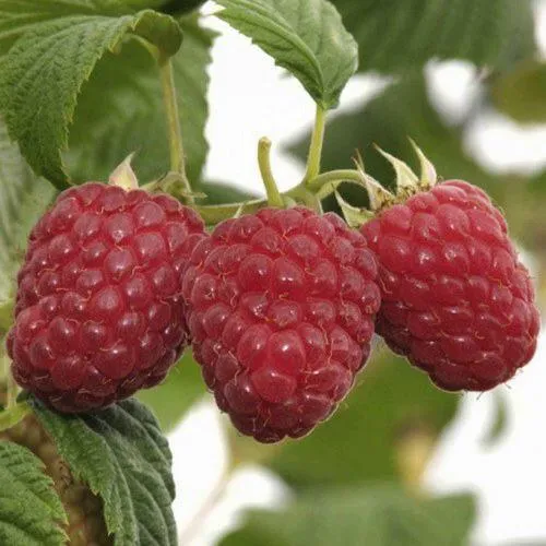 Саженцы малины Гусар