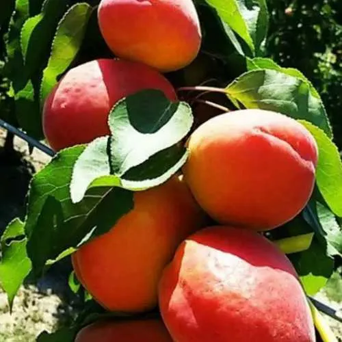 Абрикос ДЖУМБО КОТ в Видном