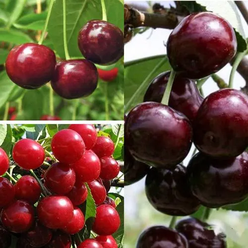 Комплект ВИШНЕВЫЙ САД в Видном