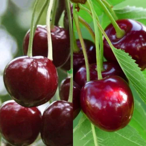 Комплект ВИШНЕВЫЙ ТАНДЕМ в Видном