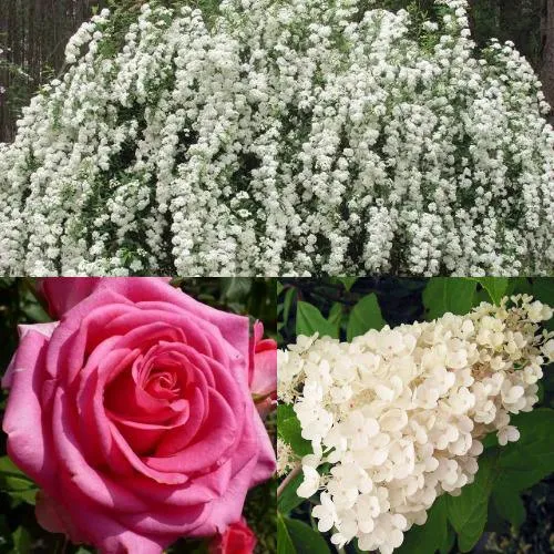 Комплект ВЕЧНАЯ КЛАССИКА в Видном