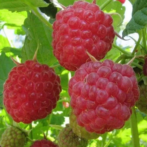 Малина НОВОСТЬ КУЗЬМИНА  в Видном