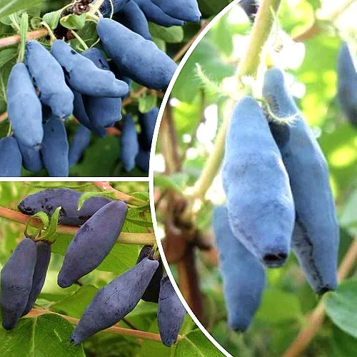 Комплект СЛАДКИЕ ХИТЫ в Видном