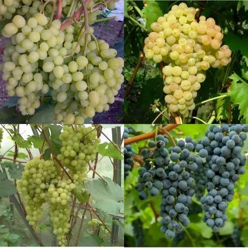 Комплект ВИНОГРАДНАЯ РАДУГА в Видном