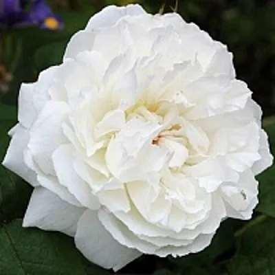 Саженцы роз ВИНЧЕСТЕР КАФЕДРАЛ английская  Саженцы роз ВИНЧЕСТЕР КАФЕДРАЛ английская в Видном