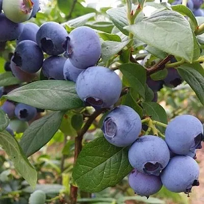 Голубика БЛЮГОЛД  Голубика БЛЮГОЛД в Видном