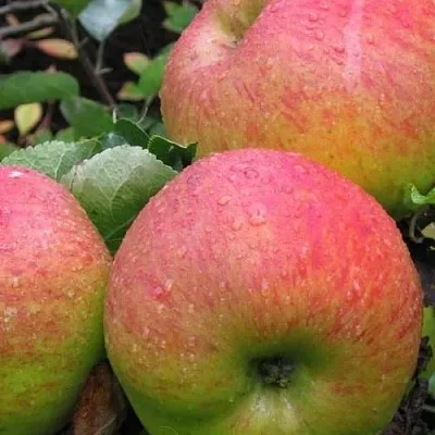 Яблоня ЯБЛОЧНЫЙ СПАС  Яблоня ЯБЛОЧНЫЙ СПАС в Видном