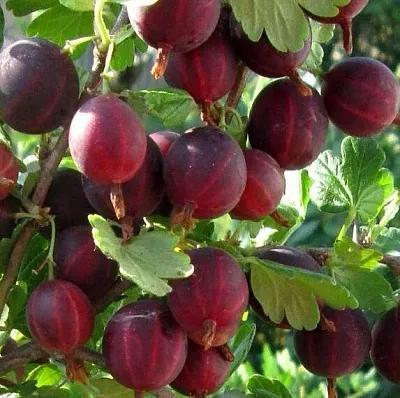 Крыжовник ХИННОМАКИ РОТ  Крыжовник ХИННОМАКИ РОТ в Видном