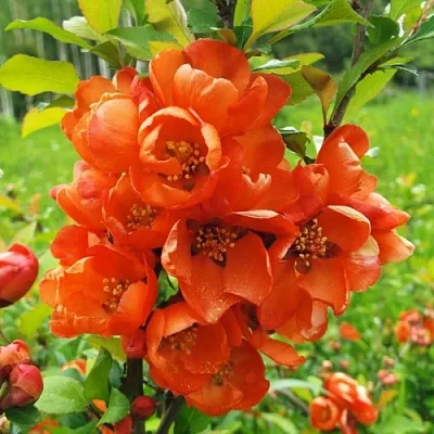 Айва японская в Видном