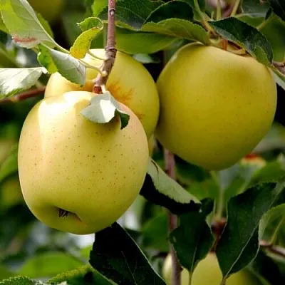Яблоня ГОЛДЕН ВЛАДИМИРСКИЙ в Видном