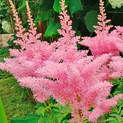 Астильба ЭДЕНС ОДИССЕЙ Арендса  Астильба ЭДЕНС ОДИССЕЙ Арендса в Видном