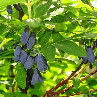 Жимолость съедобная ЛЕБЁДУШКА  Жимолость съедобная ЛЕБЁДУШКА в Видном