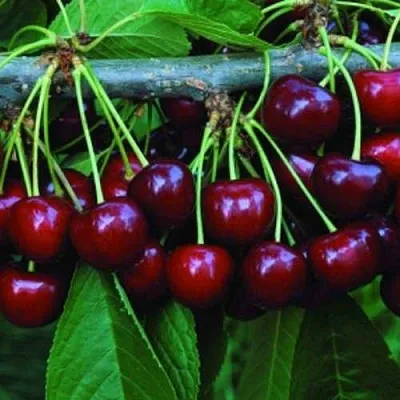 Черешня ВЕДА  Черешня ВЕДА в Видном