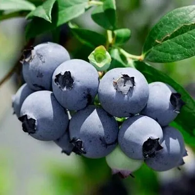 Голубика СИЕРРА  Голубика СИЕРРА в Видном