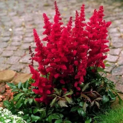 Астильба ГЛАТ Арендса — описание сорта Астильба ГЛАТ Арендса в Видном