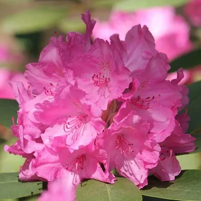 Рододендрон ЛУМИНА в Видном