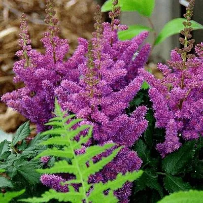 Астильба БЛЭК ЭНД БЛУ китайская  Астильба БЛЭК ЭНД БЛУ китайская в Видном