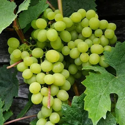 Виноград АЛЕШЕНЬКИН  Виноград АЛЕШЕНЬКИН в Видном