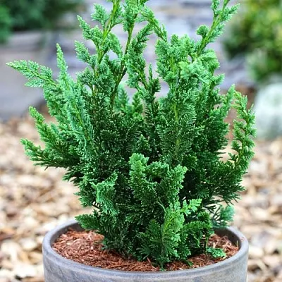 Кипарисовик ВИСЕЛЛИ лавсона  Кипарисовик ВИСЕЛЛИ лавсона в Видном