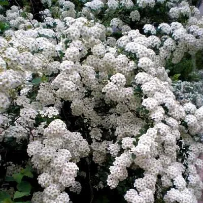 Спирея ВАНГУТТА  Спирея ВАНГУТТА в Видном