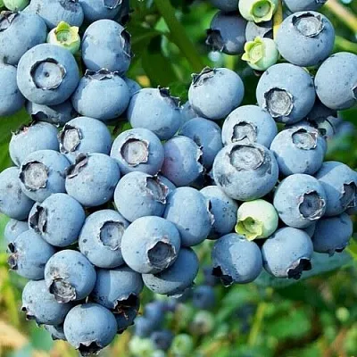 Голубика ПУРУ  Голубика ПУРУ в Видном