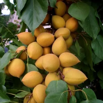 Абрикос МАНИТОБА — описание сорта Абрикос МАНИТОБА в Видном