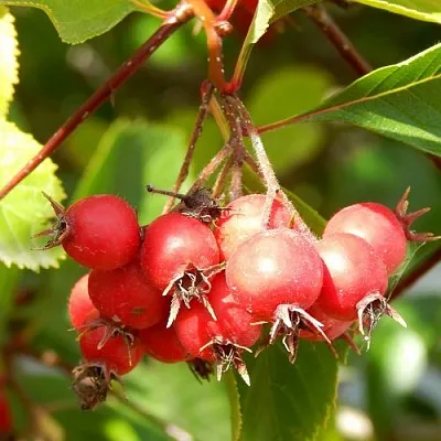 Боярышник ШАМИЛЬ  Боярышник ШАМИЛЬ в Видном