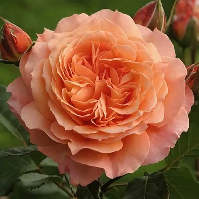 Саженцы роз БЕЛЬВЕДЕР шраб  Саженцы роз БЕЛЬВЕДЕР шраб в Видном