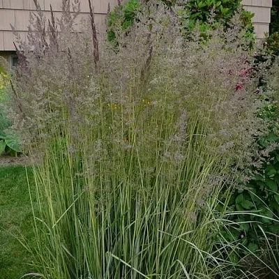 Вейник АВАЛАНШ остроцветковый  Вейник АВАЛАНШ остроцветковый в Видном