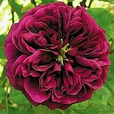 Саженцы роз ЗЕ ПРИНЦ английская  Саженцы роз ЗЕ ПРИНЦ английская в Видном