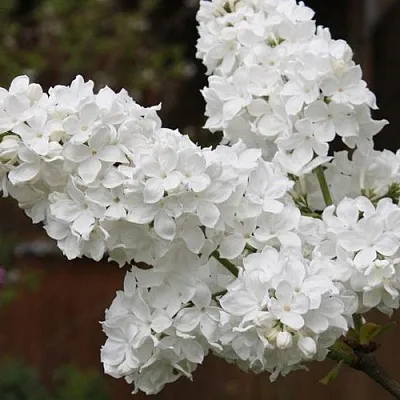 Сирень ФЛОРА  Сирень ФЛОРА в Видном