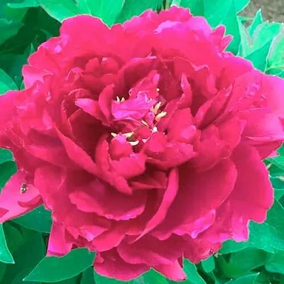 Пион ОСТРОВНОЙ МИНИСТР древовидный  Пион ОСТРОВНОЙ МИНИСТР древовидный в Видном