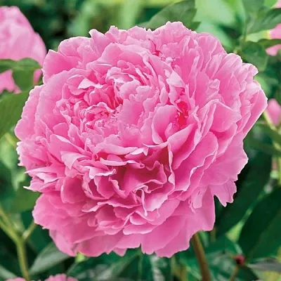 Пион МИСС ЭКХАРТ травянистый  Пион МИСС ЭКХАРТ травянистый в Видном