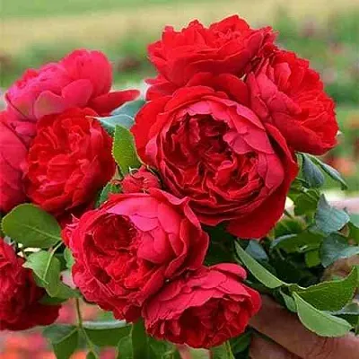 Саженцы роз ФЛОРЕНТИНА плетистая  Саженцы роз ФЛОРЕНТИНА плетистая в Видном