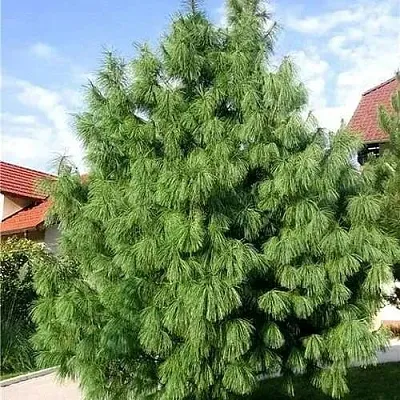 Сосна гриффита  Сосна гриффита в Видном