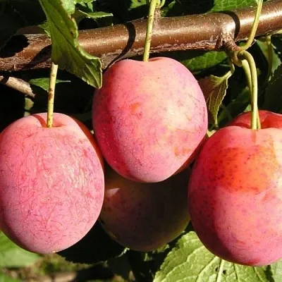 Слива ВИКТОРИЯ  Слива ВИКТОРИЯ в Видном