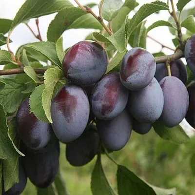 Слива РЕНКЛОД  Слива РЕНКЛОД в Видном