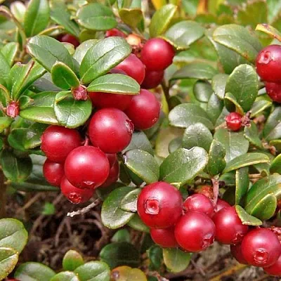 Брусника садовая АМЕРЛАНД в Видном