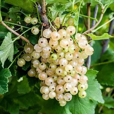 Смородина белая БЕЛАЯ ПОТАПЕНКО  Смородина белая БЕЛАЯ ПОТАПЕНКО в Видном