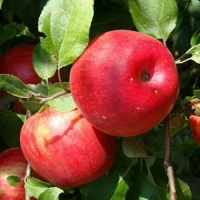 Яблоня ВАЛЕРИЯ в Видном