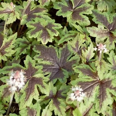 Гейхера ШУГА ЭНД СПАЙС  Гейхера ШУГА ЭНД СПАЙС в Видном