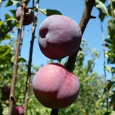 Плумкот ВЕЙ ВОНГ  Плумкот ВЕЙ ВОНГ в Видном