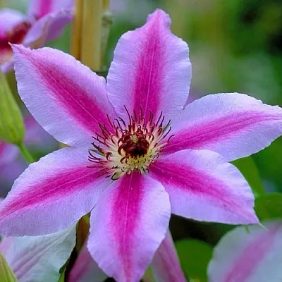 Клематис НЕЛЛИ МОЗЕР  Клематис НЕЛЛИ МОЗЕР в Видном